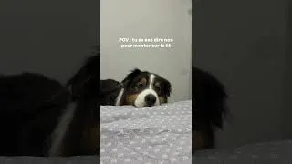 Miniature : Inadmissible 😭 #bergeraustralien #chien #animaux