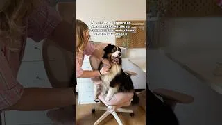 Miniature : Ton chien t’a déjà fait une grosse frayeur, toi aussi ? 😅 #chien #bergeraustralien #betise