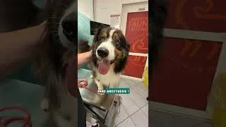 Miniature : Toi aussi tu hésites à faire stériliser ton chien ? 👀 #chien #bergeraustralien