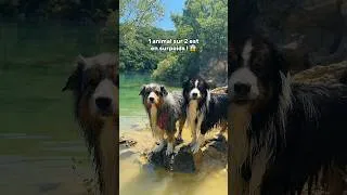 Miniature : Et si ton chien était concerné sans que tu t’en rendes compte ? 😬 @VirbacFr #chien
