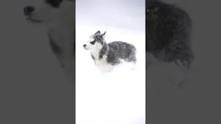 Miniature : Chute de neige importante à LPSM
