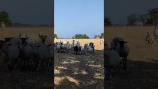 Miniature : Merci pour vos nombreux messages, je vous aime 😘🥰