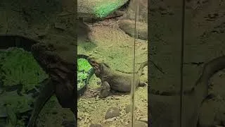Miniature : Les reptiles et amphibiens fascinants que j’ai vus à Beauval 🐍🐸 #larchederomeo #youtube #reptiles