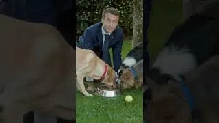 Miniature : MACRON SE PREND POUR UN CHIEN 😂🐶 #macron #chien #elysée #humour #documentaire #fou #animal