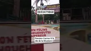 Miniature : Pension Canine / Féline des Chouchoutés de l'Empereur 974 (île de la Reunion)