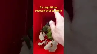 Miniature : BRF