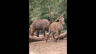 Miniature : LASCAUX - Sortie en Famille
