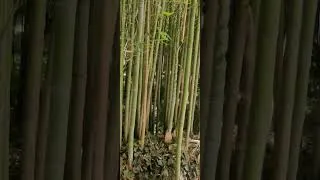 Miniature : Quelques notions sur les bambous !#bambous #arbres #biodiversity