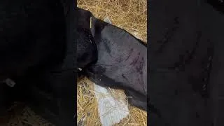 Miniature : Volet costal chez un poulain après la réparation d’une fracture de côtes