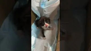 Miniature : le système de distribution de chat est réel....😭 #chat #chaton #catdelivery #catdistributionsystem