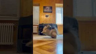 Miniature : 🐶 Tiara prédit France 🇫🇷 vs Espagne 🇪🇸 ! Qui ira en finale ? ⚽