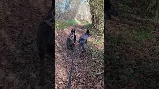 Miniature : ces moments où tu te sens vivante. #chiendecompagnie  #cani
