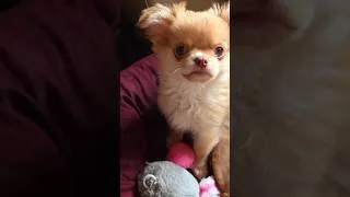 Miniature : Un petit coucou de Mylan 🥰❤️#chihuahua