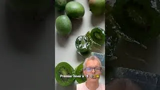 Miniature : Comment cultiver des mini kiwis (Kiwaï) facilement même en Belgique ?
