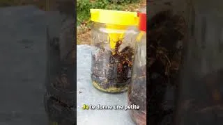 Miniature : Frelon Asiatique : Protégez Nos Abeilles Dès Maintenant 🐝#frelonasiatique #abeilles