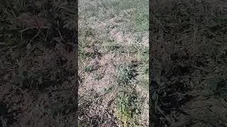 Miniature : Résultat final juste après le hersage du fumier (à 10 tonnes/ha). apport en été