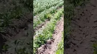 Miniature : Résultat du buttage des pommes de terre