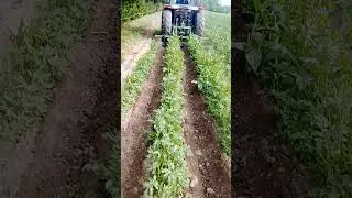 Miniature : Buttage de 1000 m2 de pommes de terre avec 3 butoirs, tracteur 2 roues motrices 70 ch