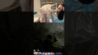 Miniature : Streaming #residentevil9requiem #residentevil #residentevil9 #residentevilrequiem #lynxpointsiamese