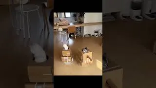 Miniature : Chats de guerre