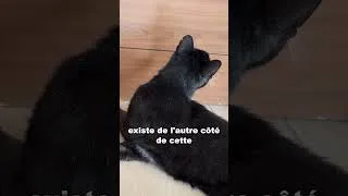 Miniature : SES OREILLES ONT PIVOTÉ, ENTRE CES 2 CHATS, ÇA ALLAIT BASCULER #deuxièmechat #deuxchats #nouveauchat