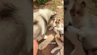 Miniature : Sora et Bernard #educationcanine #chien #chiens #chiot #chiots #husky #huskylife #puppy #puppies