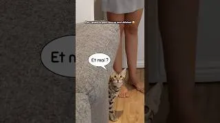 Miniature : Il est sorti de nul part #cat #pourtoi #drôle