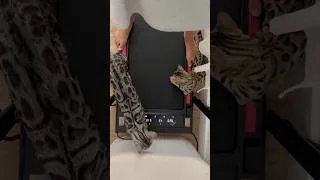 Miniature : Je peux plus faire mes steps tranquille 😭