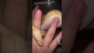 Miniature : 1.0 Banana léopard pastel Dh pied hypo
