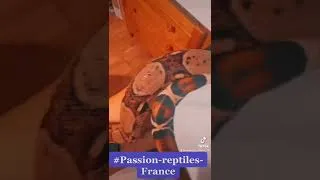 Miniature : Boa constrictor, imperator ￼