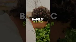 Miniature : Tu te demandes comment multiplier ton basilic pour en avoir tout l'été ? 🌿