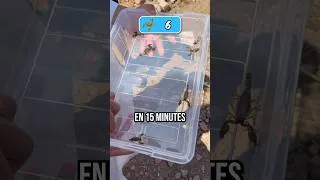 Miniature : Combien de Scorpions il peut attraper en 1 heure ? #arad #scorpion