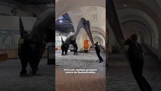 Miniature : 🦕 Quetzalcoatlus le plus grand animal volant de l'histoire : Plus grand qu'un avion de chasse? ✈️