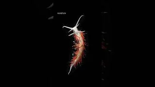Miniature : Lumière sur de fascinantes créatures marines : les #nudibranches !