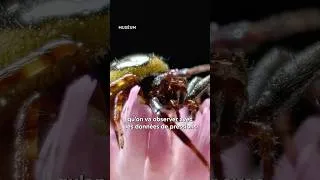 Miniature : 🐝🌼 Une planète verte : mieux connaître les plantes et les insectes grâce à la recherche !