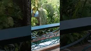 Miniature : Je vous montre ma chambre à un prix imbattable à Siem Reap au Cambodge