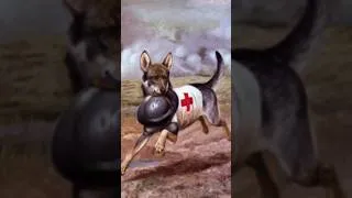 Miniature : Les chiens sanitaires français de 14-18 #chiens #dog #ww1 #culture #history #histoire #chien