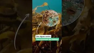 Miniature : Des algues contre l’encrassement des bateaux | Nature = Futur !