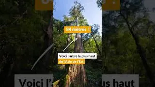 Miniature : L’arbre le plus haut d’Asie de l’Est ! #science #shorts