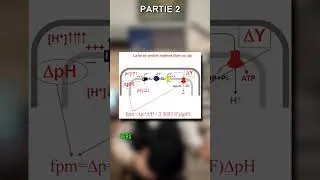 Miniature : [P2/3] La respiration oxygénique.
