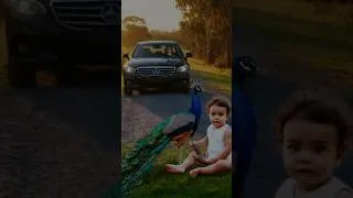 Miniature : Incredible scene: a peacock protects a child in danger #Shorts