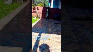 Miniature : quand le chiens es en chiens #dog #chien #humour #funy #viral #pourtoi