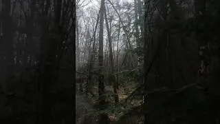 Miniature : Arrêt des chiens sur ce SANGLIER, attention!!!