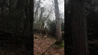 Miniature : Arret de Tolga et d’Ulysse sur ce Gros Lievre!!!