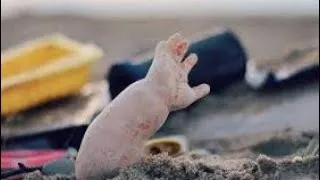 Miniature : CET APPAREIL PEUT SAUVER LE MONDE DES DÉCHETS PLASTIQUES