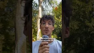 Miniature : Les arbres, véritables poumons verts pour nos villes