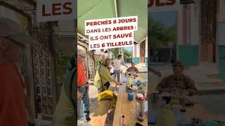 Miniature : À Jouy, la fin d'une semaine de lutte pour les six tilleuls