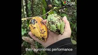 Miniature : English subtitles: On the trail of wild cocoa trees in the primary forests of Peru