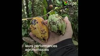 Miniature : À la recherche de cacaoyers sauvages en Amazonie