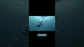 Miniature : Piège de Bulles – Une Technique de Chasse Incroyable des Baleines 🐋